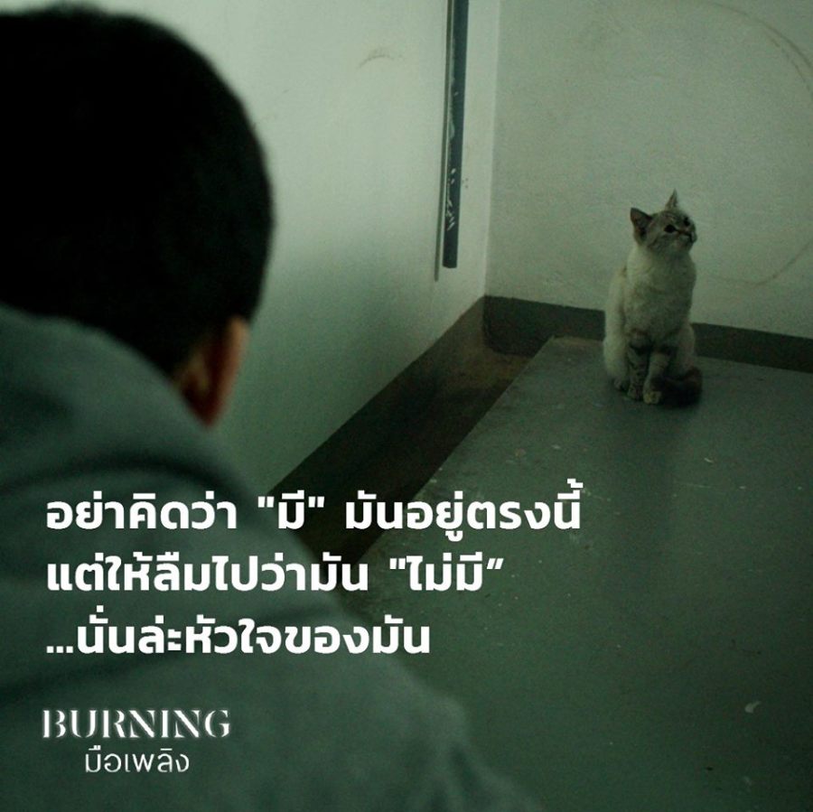 แมวบอยล์